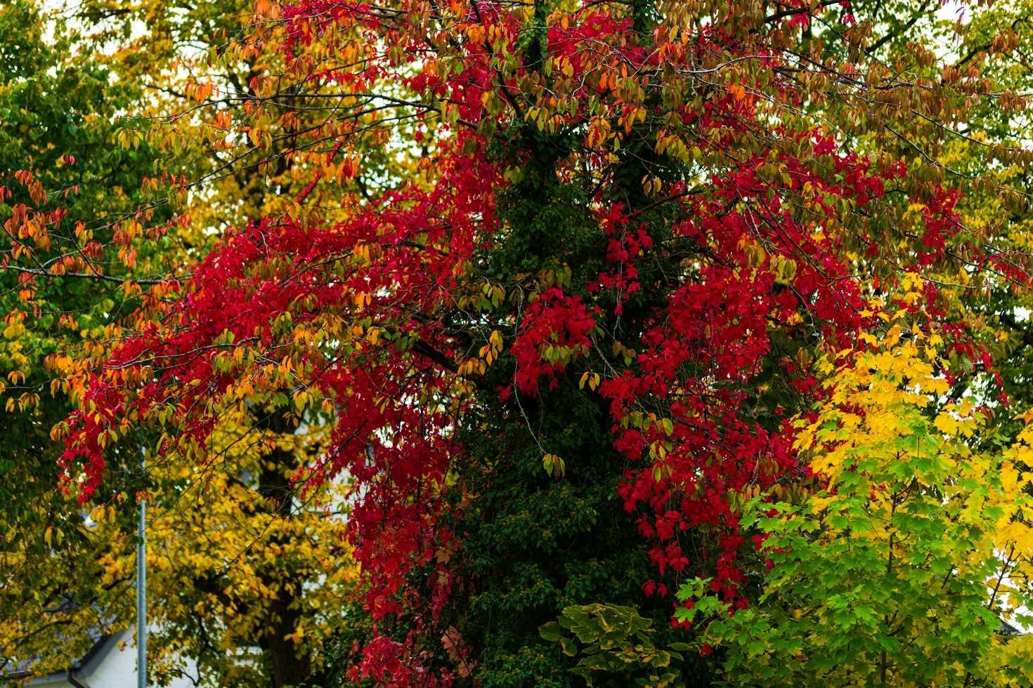 The Power of Vibrancy in Innovation