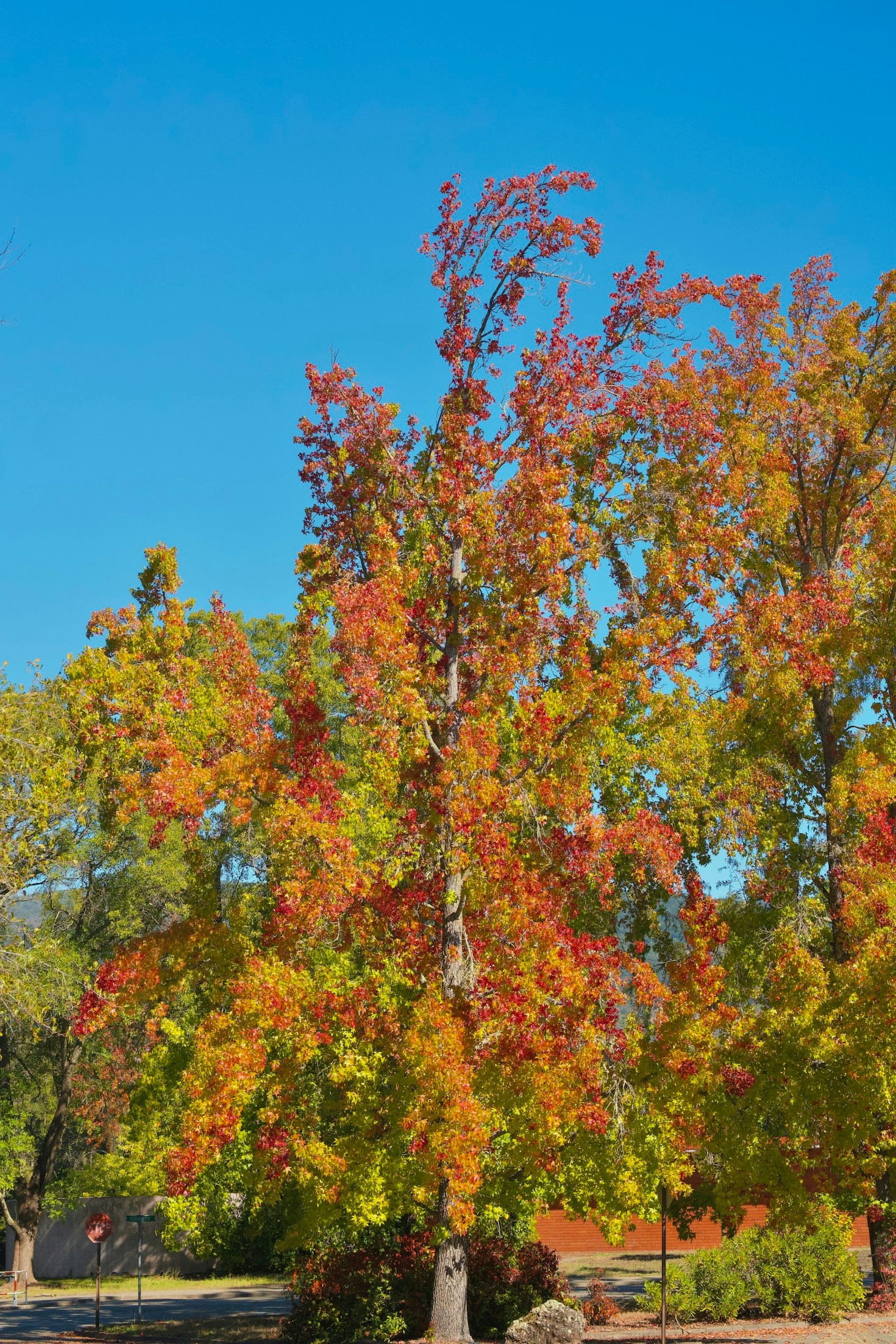 How VibraBros Redefines Creative Ventures