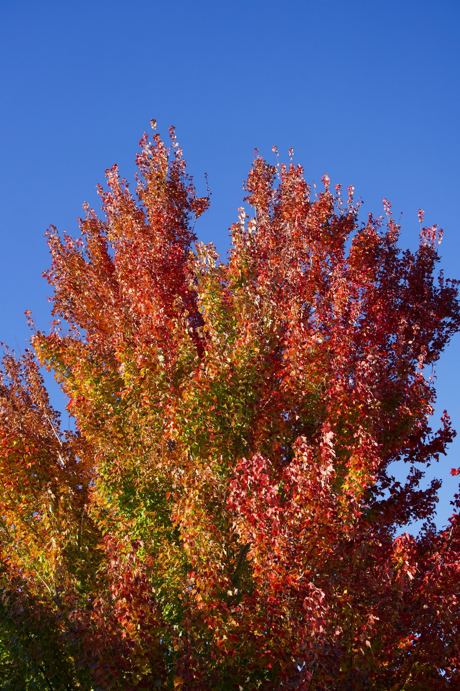 Why Vibrancy Drives Modern Business Success